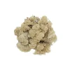 Reinlav (hvitmose) 100 g
