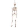Skjelett i plast til Halloween 90 cm med bevegelige ledd