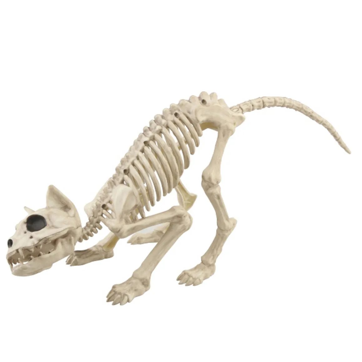 Skjelett Katt
